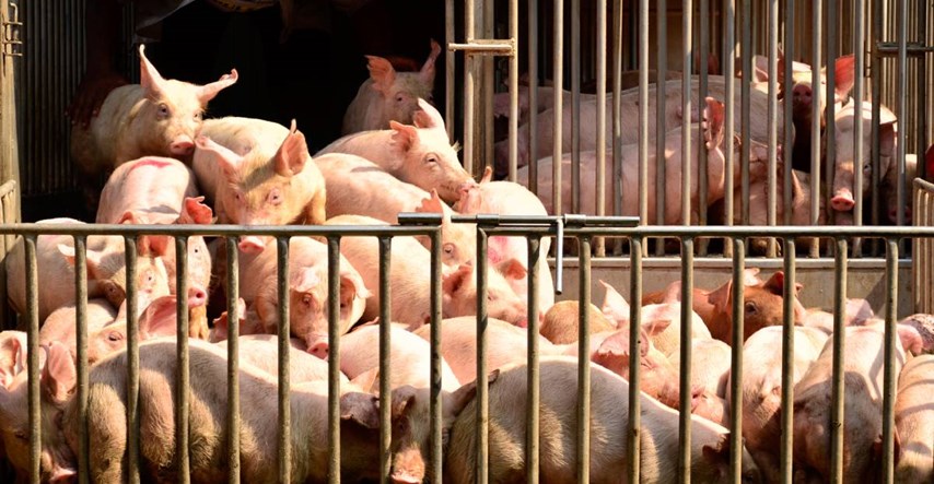 Afrička svinjska kuga: Nestašica svinjetine u Kini osjetit će se širom svijeta